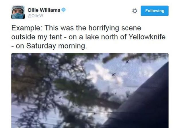 Captura de la cuenta de Twitter de Ollie Williams.