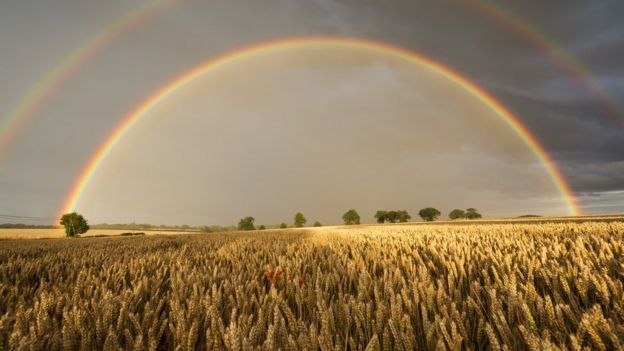 Campo de trigo con doble arco íris