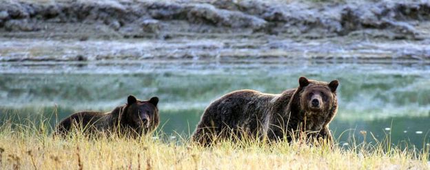 Osos en el parque de Yellowstone