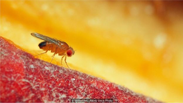 Dedetização _90715867_mosca6 Mosca-da-fruta é arma para desvendar os grandes mistérios da vida Curiosidades Fotografia Pragas