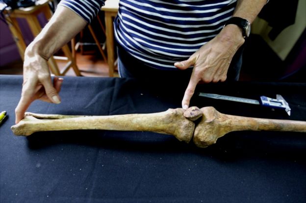 Mujer sostiene un hueso para medirlo sobre una mesa azul.