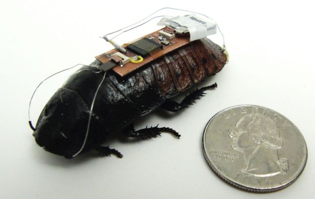 Search and Rescue Cockroach Cyborg - Alper Bozkurt of the North Carolina State University worked up a way to remotely control cockroaches: Their remote control system consists of two parts: antennae stimulators and another on their rear end. Cockroaches use their antennae to feel their way around the environment.