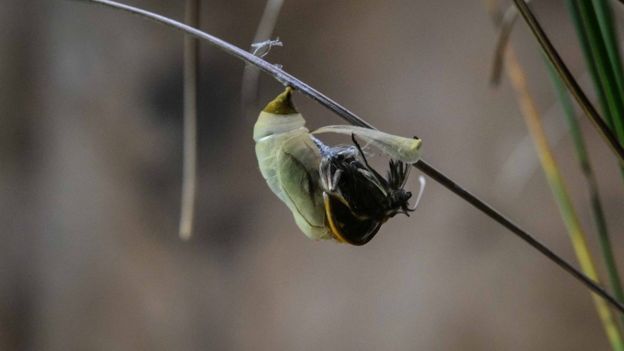 butterfly leaving its cocoon