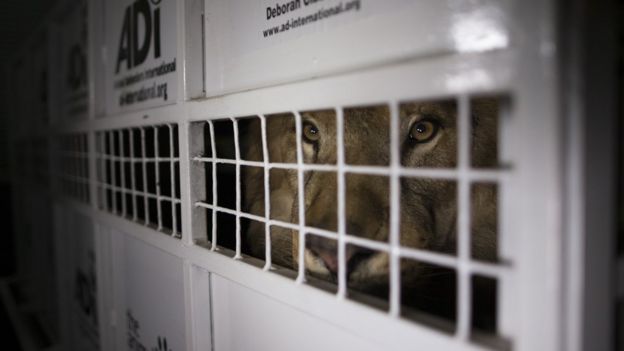 A lion looks out from behind the bars of a cage