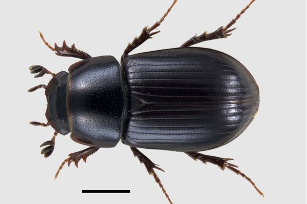 Aphodius lapponum