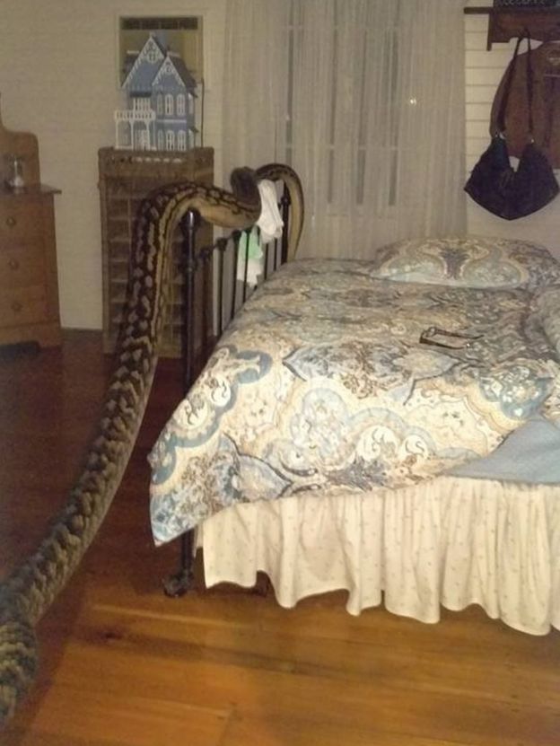 Snake found in house in Queensland, Australia