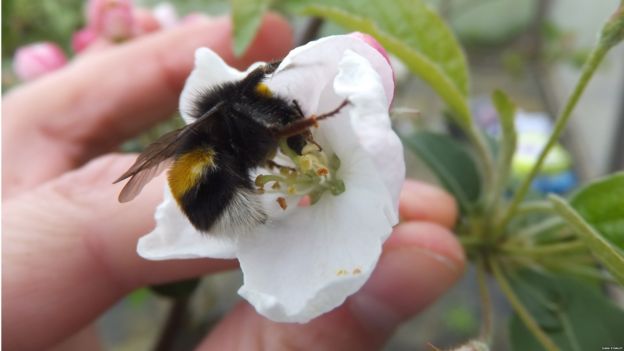 Bumblebees are frequent pollinators of apple crops