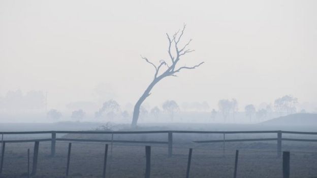 A dead tree and haze in Glen Innes, NSW