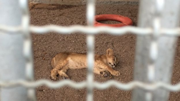 A sick lion cub at the rescue centre