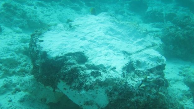 Reef damage