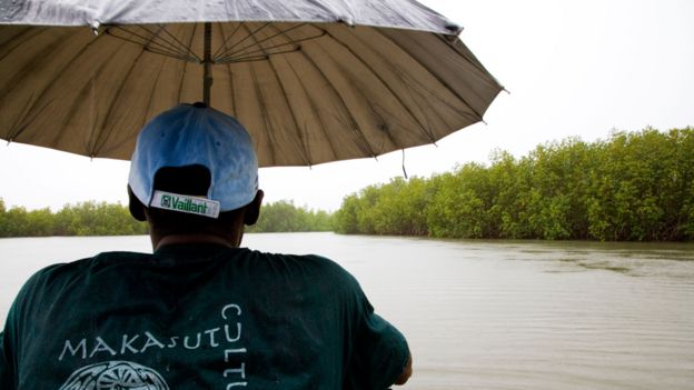 Mangrove swamp at the Makasutu Nature and Cultural reserve, the Gambia, Africa during the wet rainy season taken from a canoe