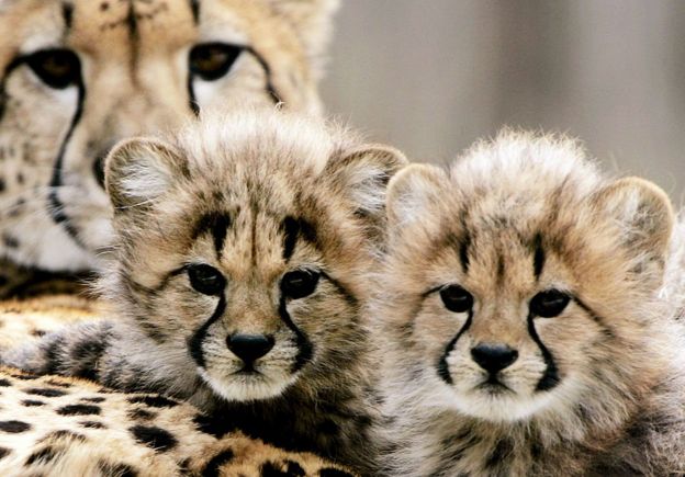 Gepard balaları
