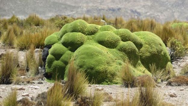 Yareta, planta de los Andes