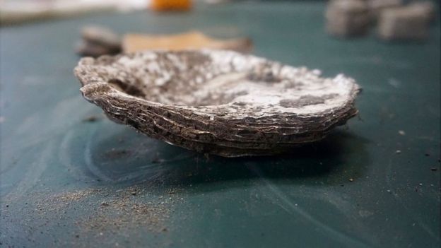 Oyster shell, found in Roman Villa discovered in Wiltshire