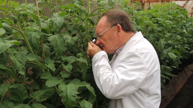 Henry Wainwright checking plants for pests