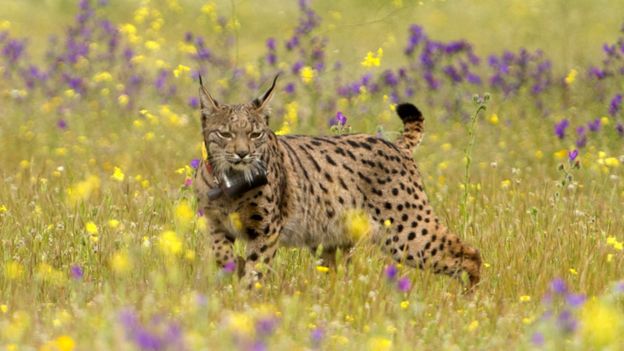 Lava, a lynx released in April 2015