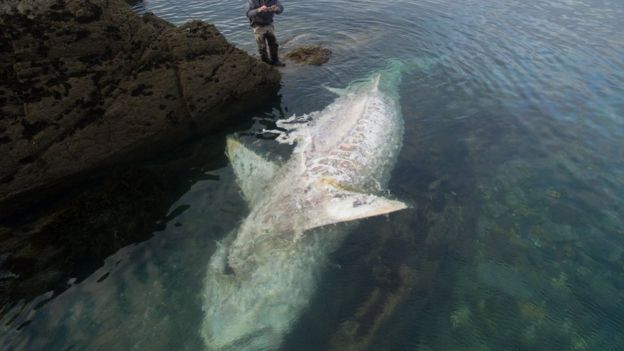 Basking Shark Washed Up In Cornwall Offers Rare Opportunity BBC News