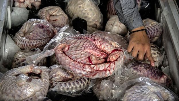 Une saisie de viande de pangolin congelée, en Indonésie