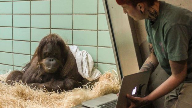 Orangután