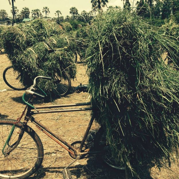 Bicycles piled with grass