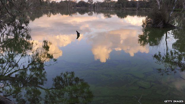 Algae along the Murray River at Albury on May 26, 2009