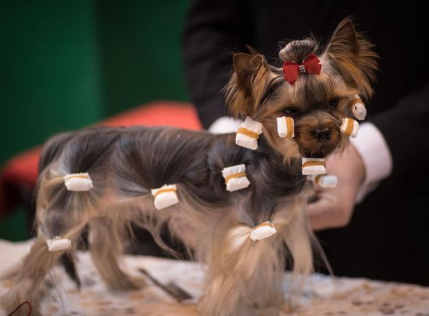 பேரழுகு செல்லப்பிராணிகள் : இங்கிலாந்தில் நடைபெறும் பிரம்மாண்ட கண்காட்சி (புகைப்படத் தொகுப்பு)