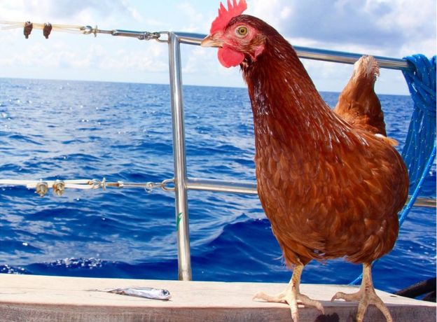 Monique the hen standing on the deck of a boat