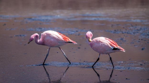 Pink flamingos come to breed to the Uyuni salt flat
