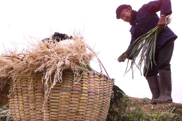 Campesino chino