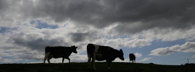 A dairy herd of farmer Mike Gorton make their way home for milking at his farm near Macclesfield in Cheshire