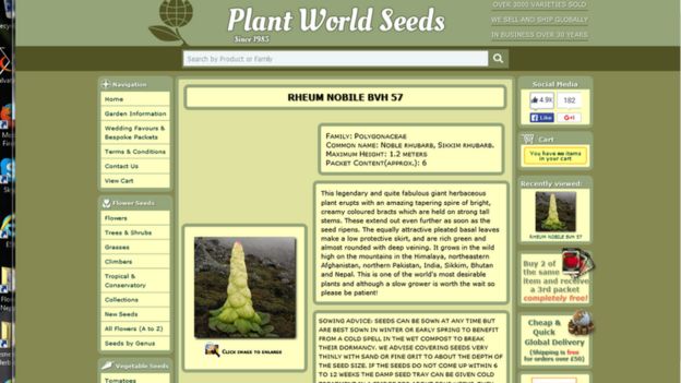 Rheum seeds on sale