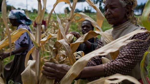 Kenyan farmers pick through their maize crop in a field in the village of Kapsimatwa near the Rift Valley town of Bomet in western Kenya on September 9, 2008.