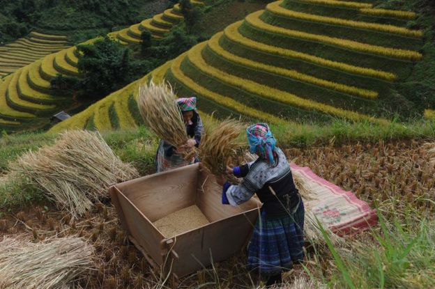 Woman working on rice plateau