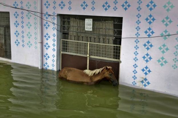 A horse stands in flood waters in front of the closed gate of a house in Allahabad, India, Sunday, Aug. 21, 2016.