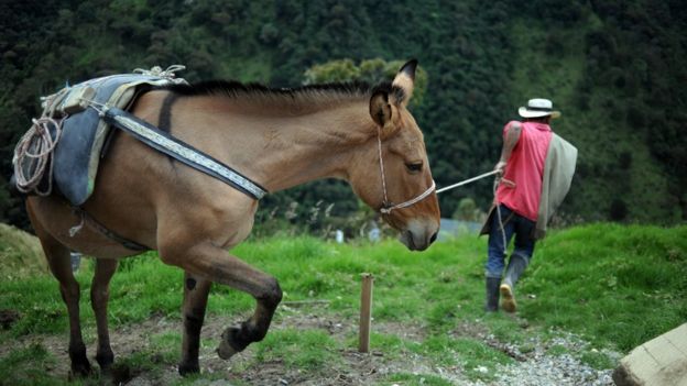 Campesino con una mula en Cajamarca (foto de archivo)