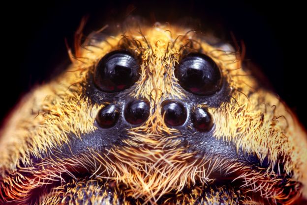 Ojos de una araña