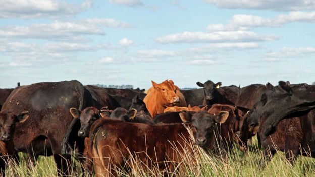 El distintivo de la carne argentina siempre fue que era de vacas alimentadas con pasto, pero eso ha ido cambiando.