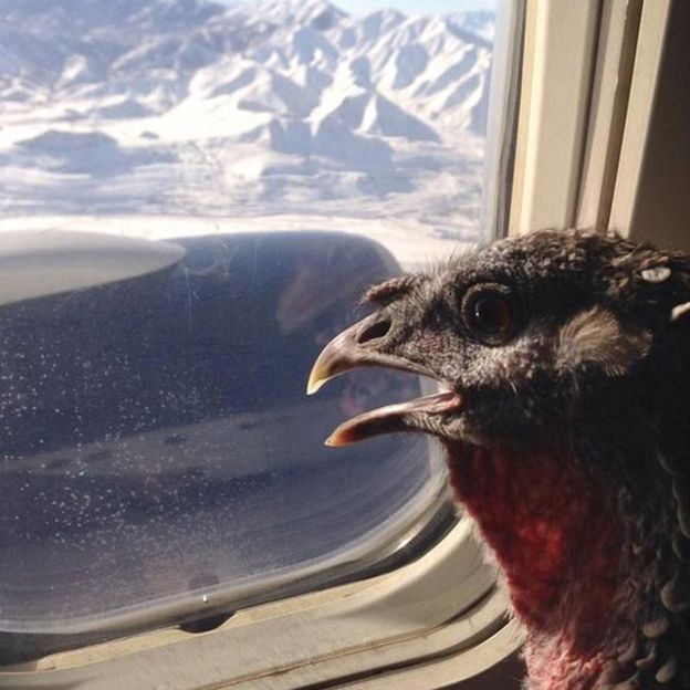 Easter the turkey looks out of a plane window