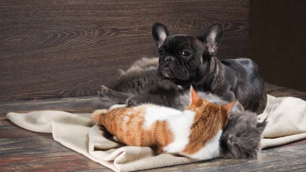Gatos e cachorro