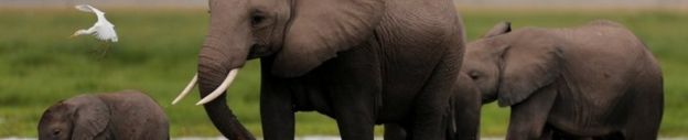 Elephants in Amboseli National Park, file picture