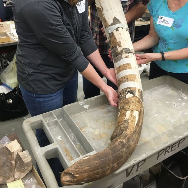 researchers with mastodon tusk