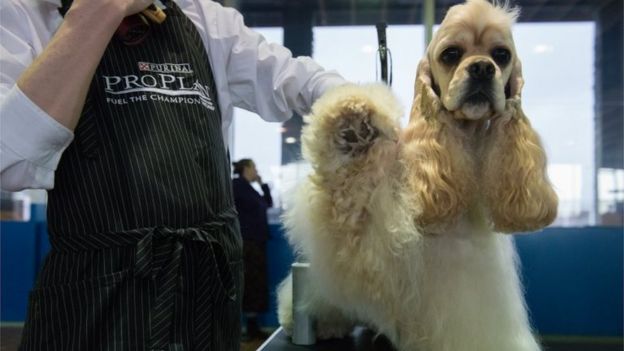 An American Cocker Spaniel is groomed on the second day of the 140th annual Westminster Kennel Club dog show on 16 February 2016 in New York City.