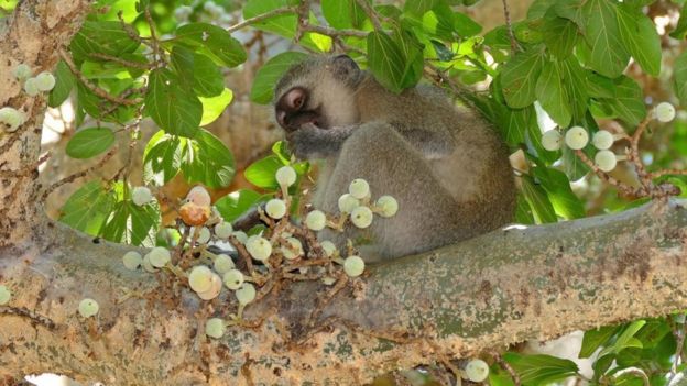 Un monito comiendo higos