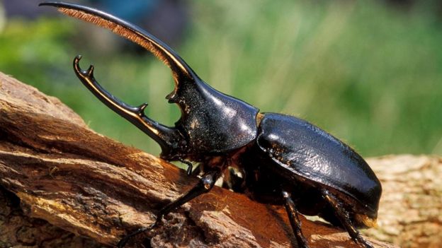 Жук-геркулес (Dynastes hercules)