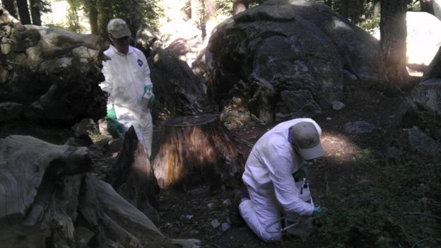 California Department of Public Heath workers treat the ground to ward off fleas at the Crane Flat campground in Yosemite National Park, California, on 10 August