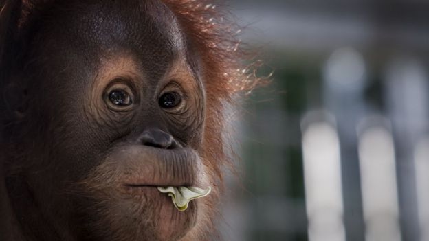 Orangutan