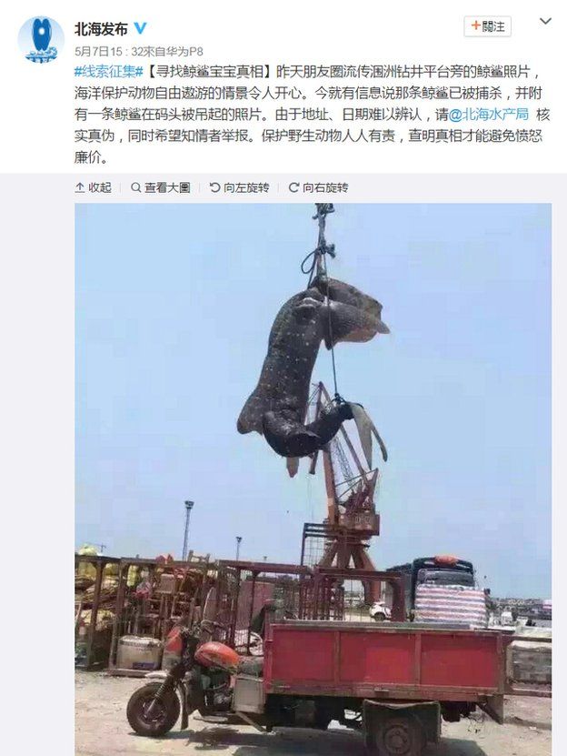Sina Weibo post by the Beihai municipal government on 5 May 2016 with pictures of the dead shark attached