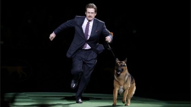 Rumor, a German shepherd, and Kent Boyles take a lap around the ring during the best in show competition at the 140th Westminster Kennel Club dog show, on 16 February 2016, at Madison Square Garden in New York.
