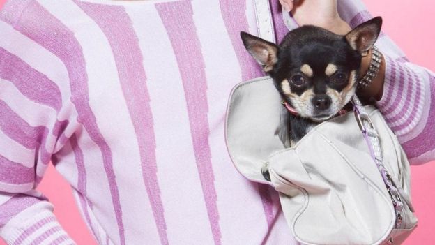 Cachorro pequeno em bolsa
