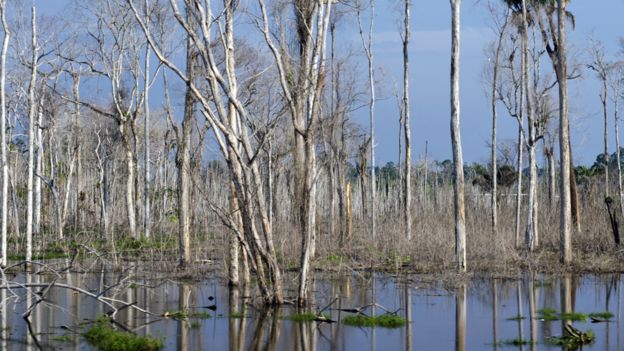 Flooded vegetation